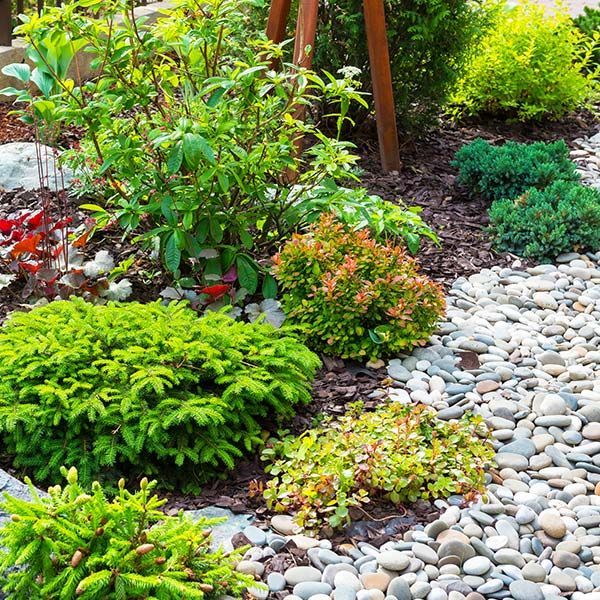 Landscaped garden bed with green shrubs and colorful plants beside a white pebble path