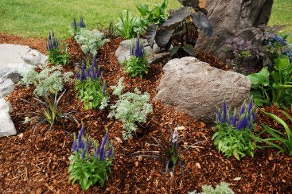 Mulched garden bed with purple flowers, green plants, and large rocks around a tree trunk