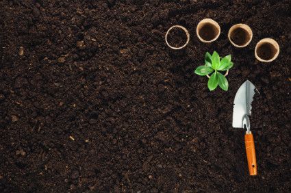 Gardening tools and seedlings on dark soil, with four small pots and a trowel.