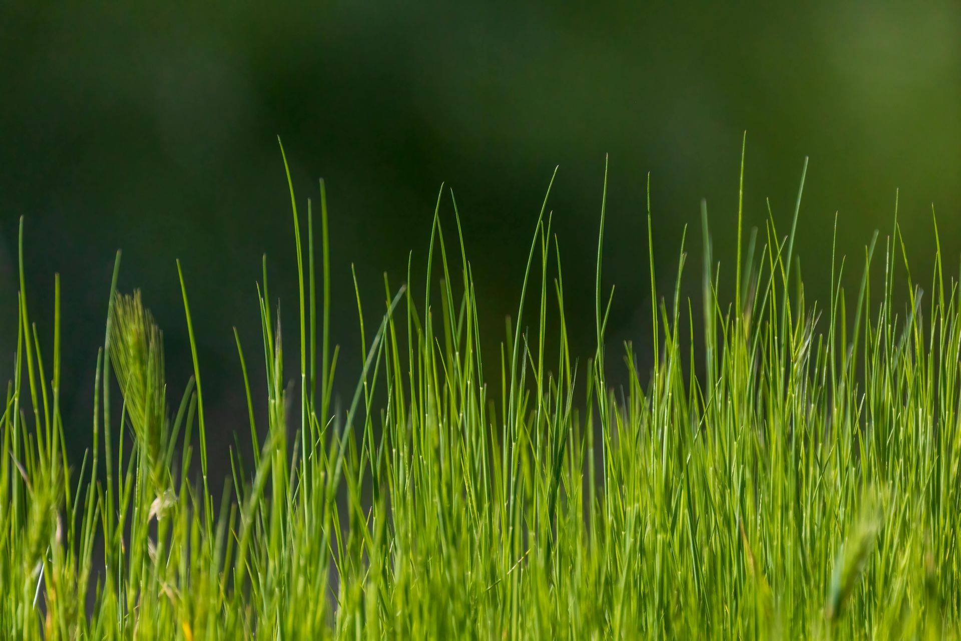 Close-up of bright green grass blades against a dark blurred background