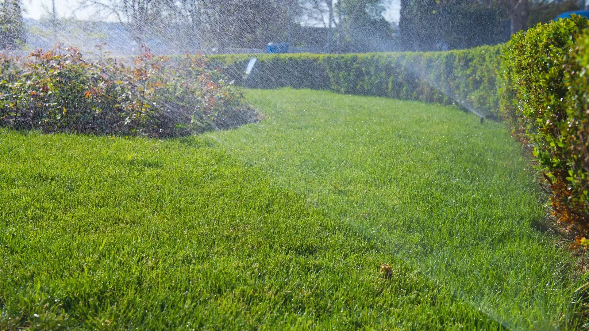 Sunny garden with green grass, flower beds, and hedges being watered by sprinklers
