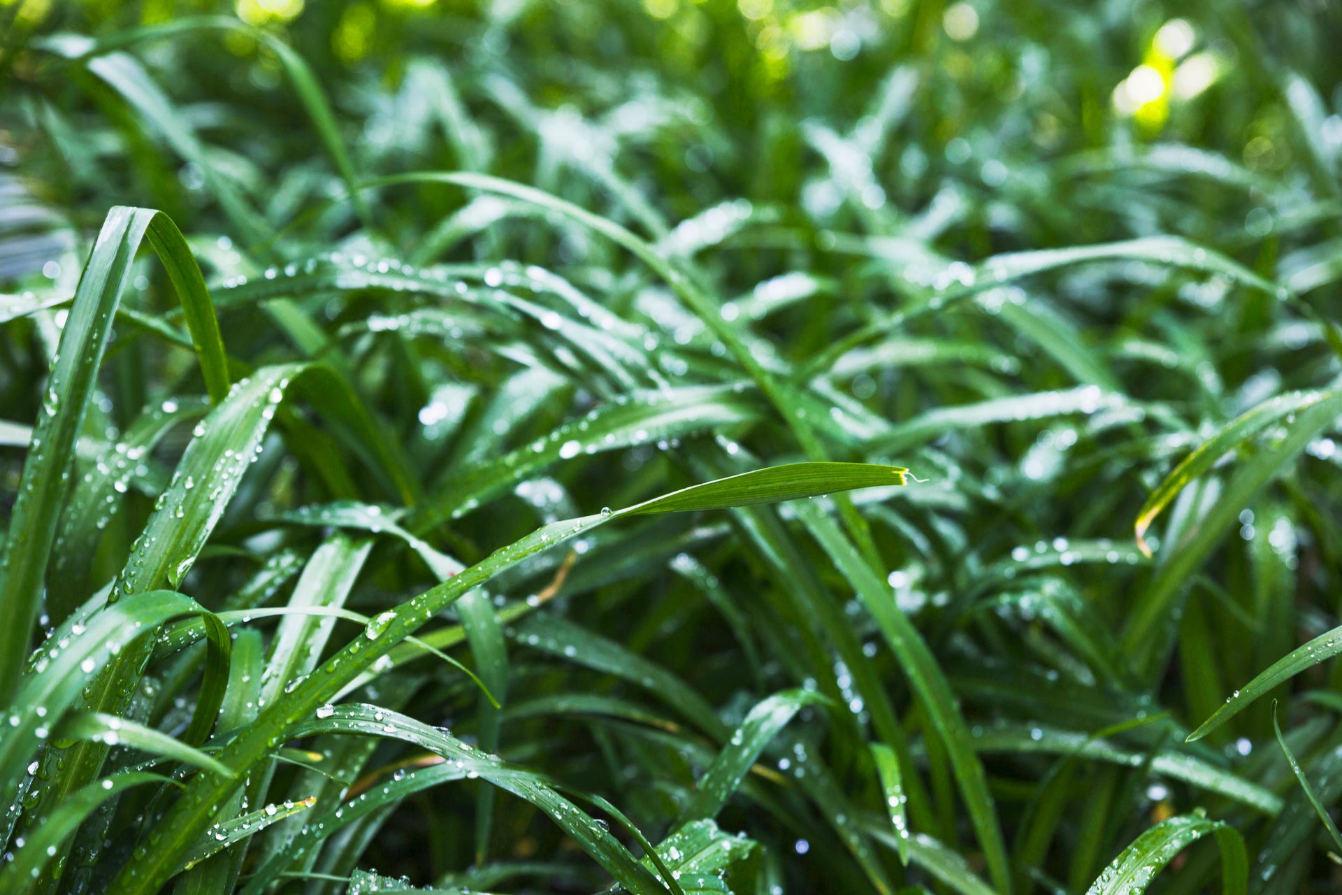 Close-up of green grass blades covered in dew.