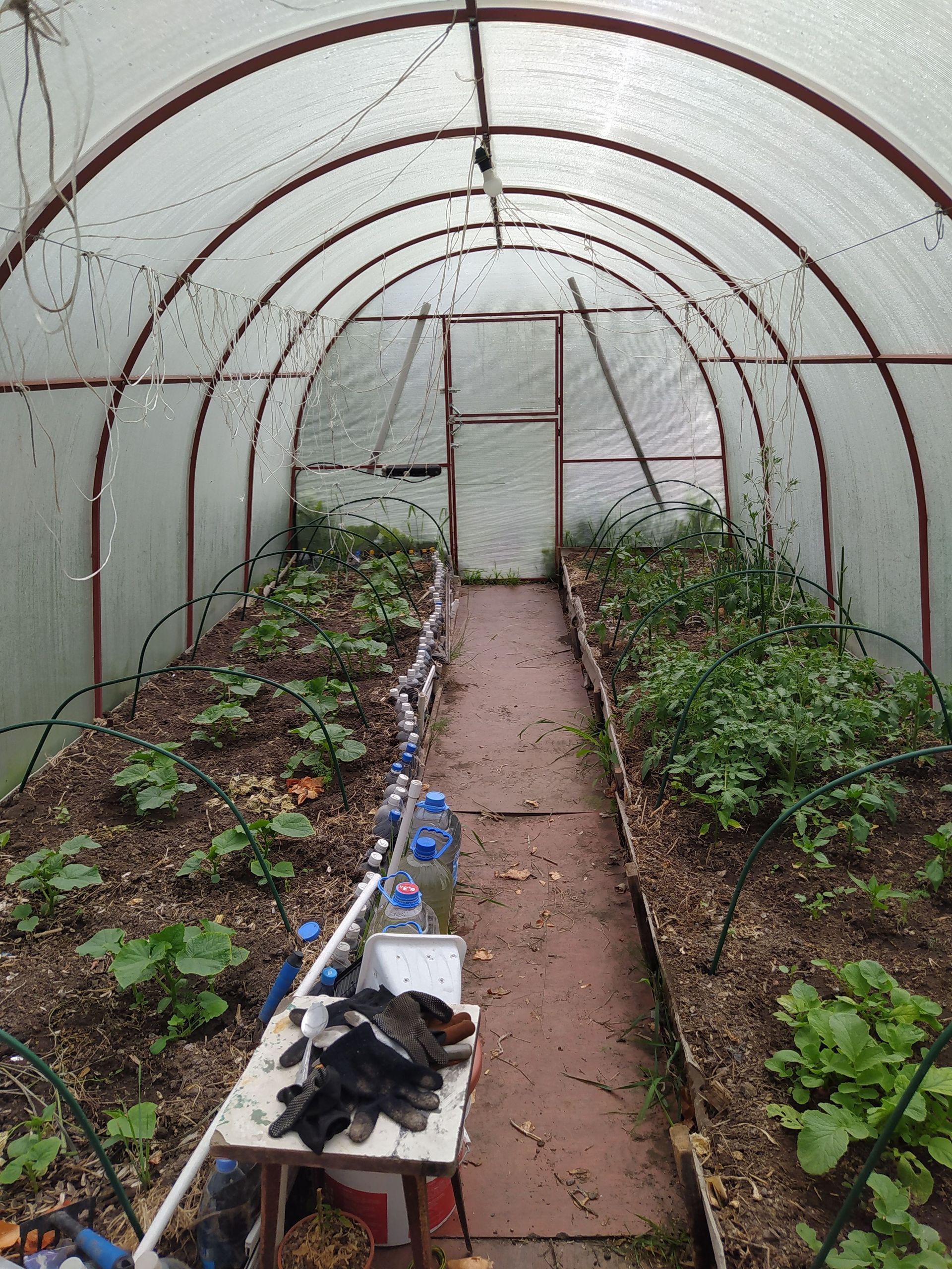 Inside a greenhouse, narrow rows of leafy plants grow beside a central path leading to a door.