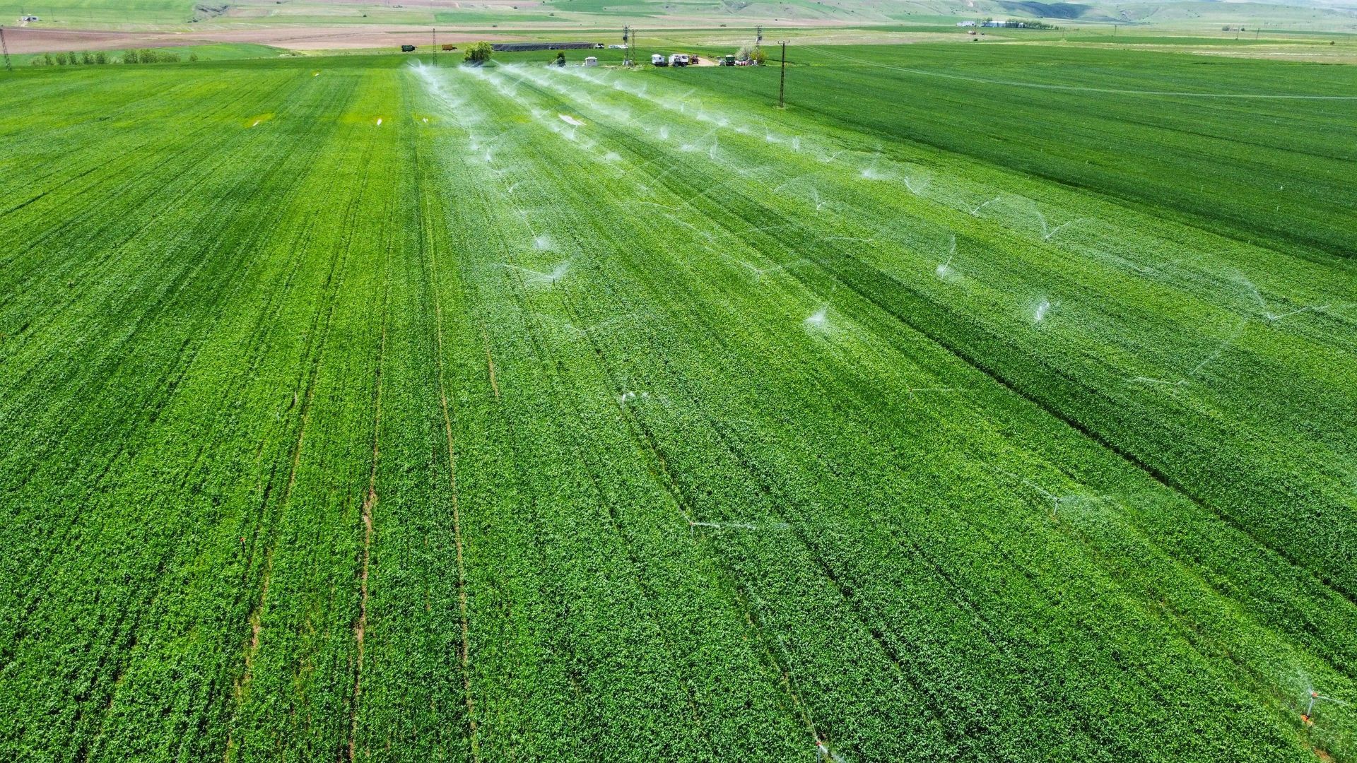Green crop field with rows of young plants stretching toward a distant horizon
