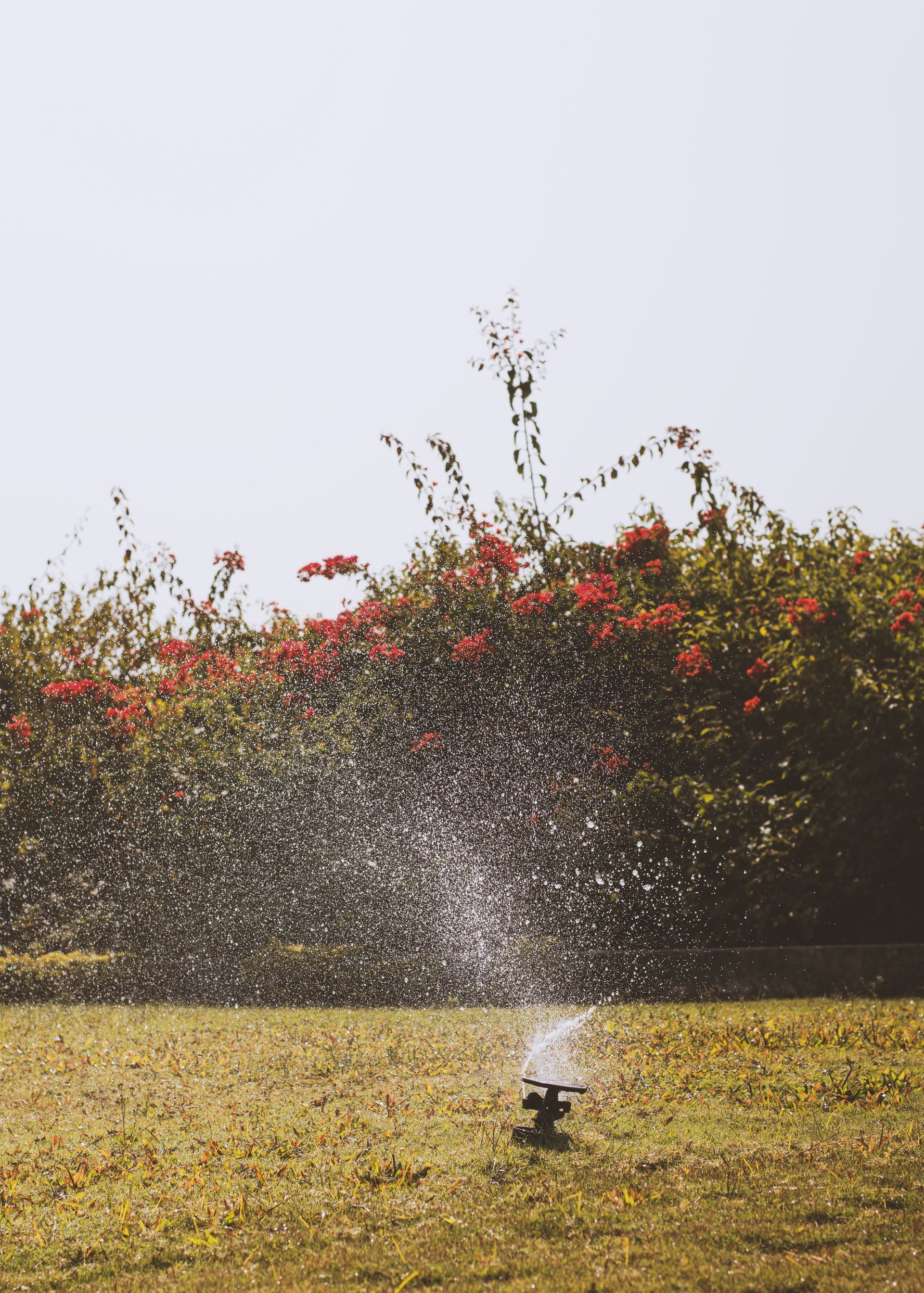 Garden sprinkler spraying water over a lawn with flowering shrubs in the background