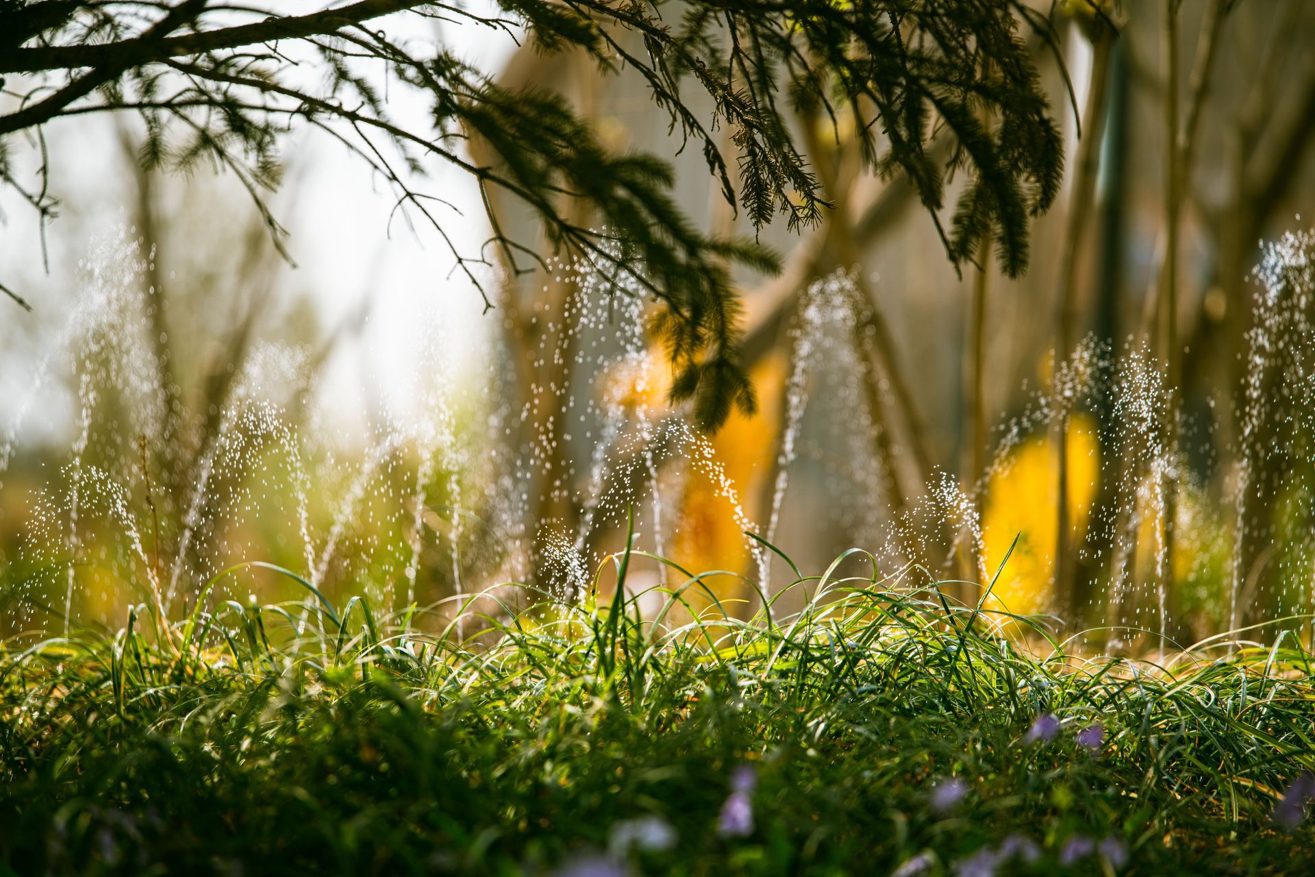 Sunlit grass and wildflowers with blurred trees in the background