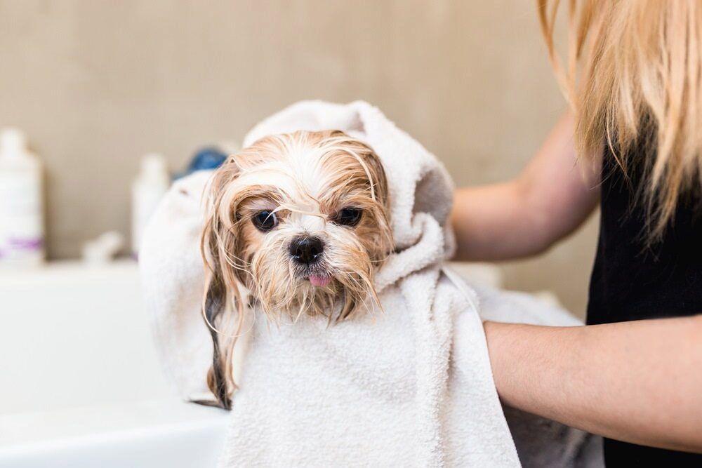 A Wet Shih Tzu is Dried With a White Towel by Someone in a Bathroom — Pams Dog Day Club In Moolap, VIC