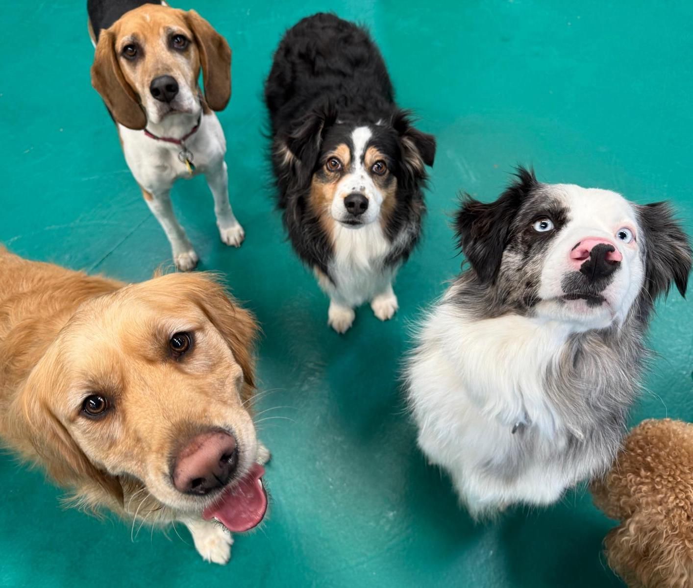 Dogs of Various Breeds Looking Up at the Camera  — Pams Dog Day Club In Moolap, VIC