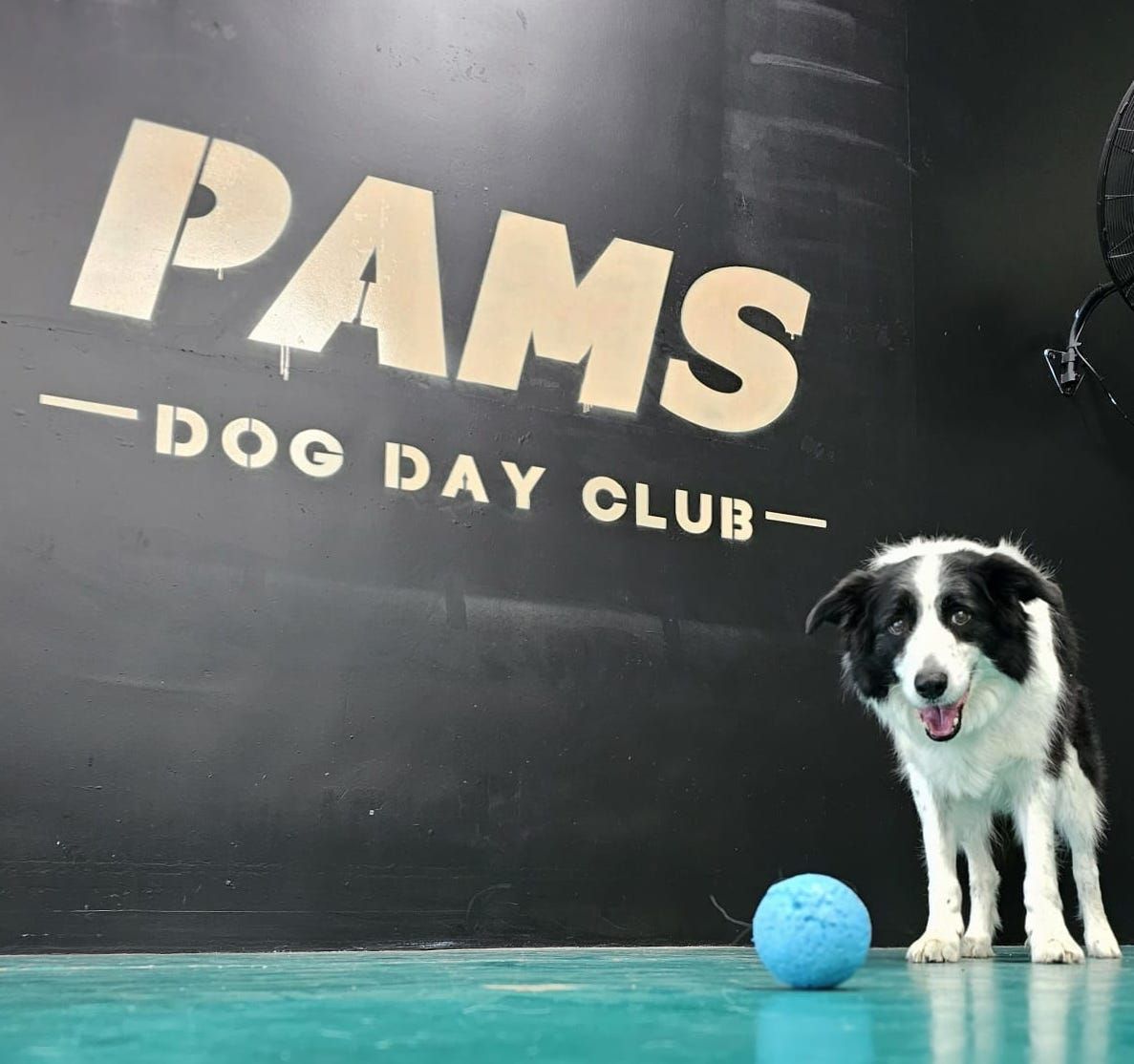 Border Collie Dog Stands Beside a Blue Ball in Front of a Black Wall  — Pams Dog Day Club In Moolap, VIC