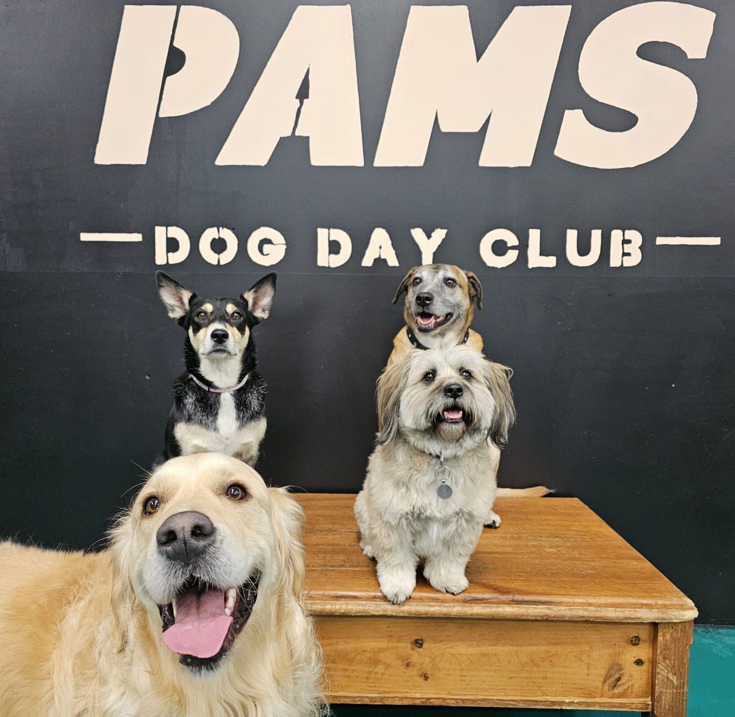 Four dogs posing in front of a 