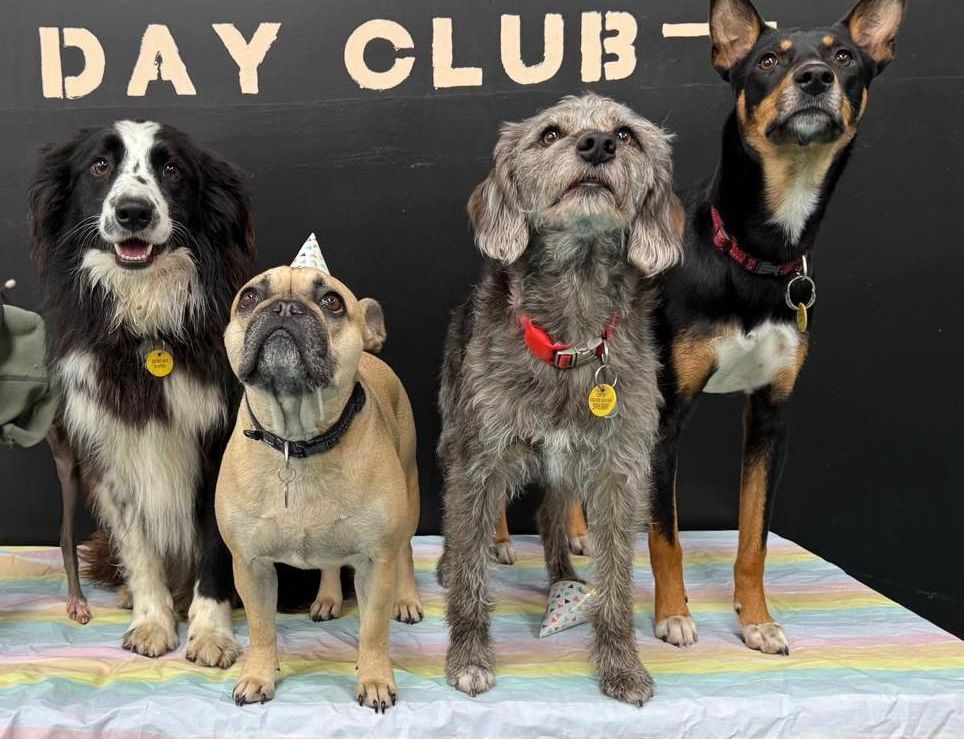Four dogs pose together in front of a 