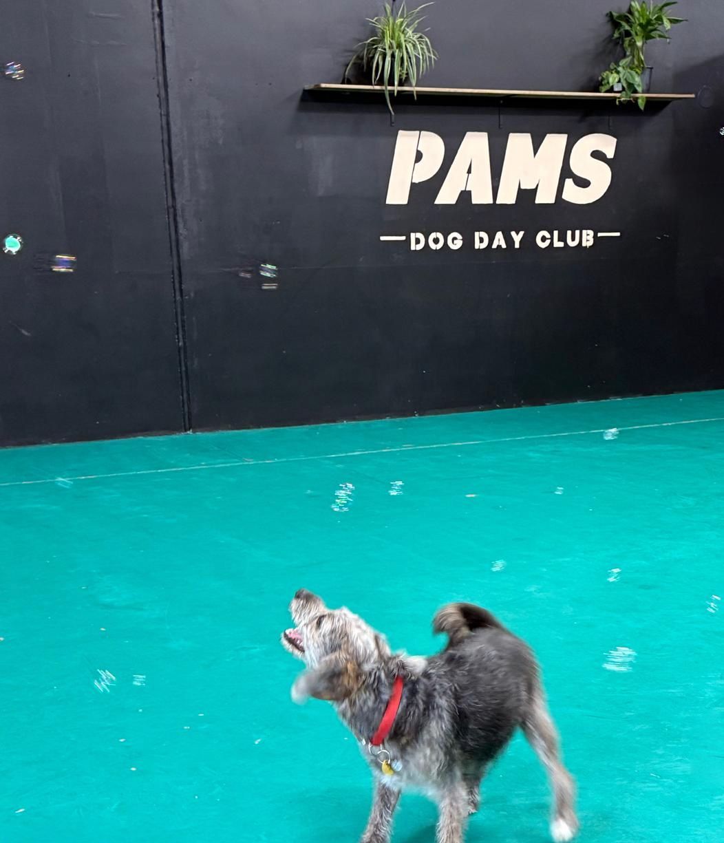 Dog playing in a dog day club, reaching for bubbles. Green floor, black wall with 
