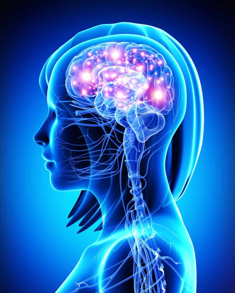 Stress in Adolescence Reduces Brain Development Leading to Cognitive ...