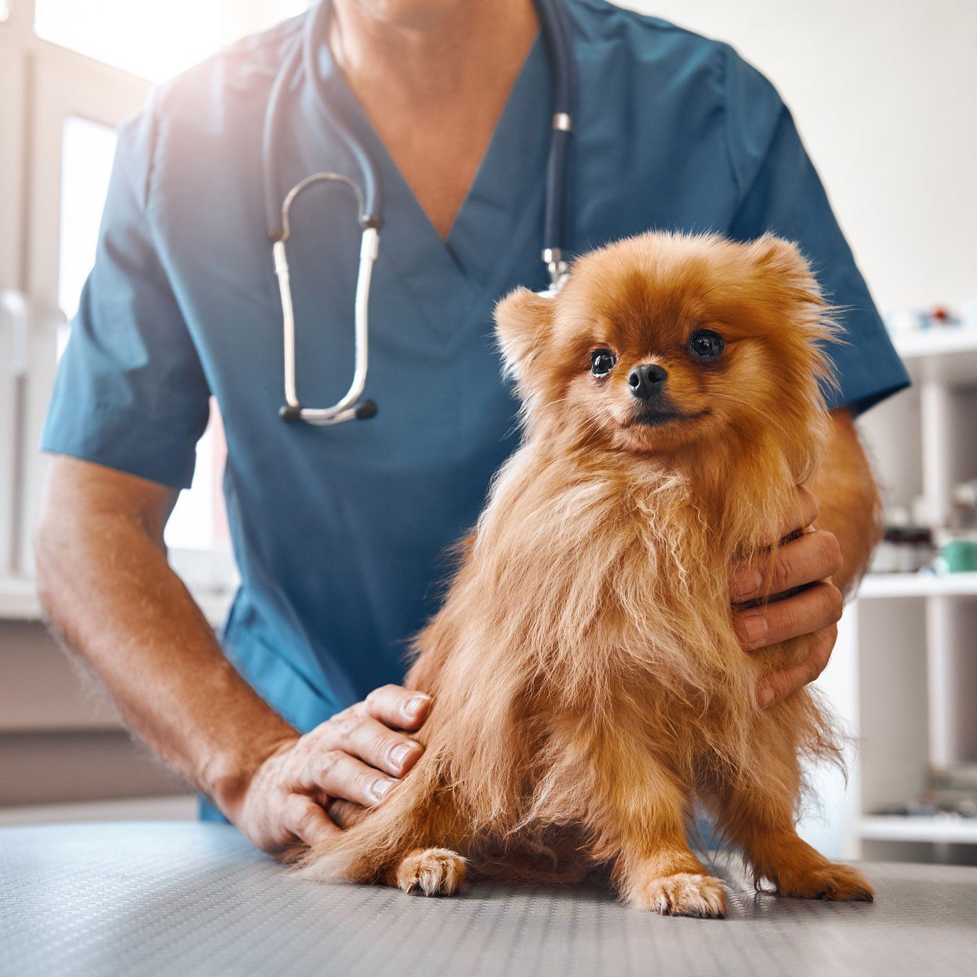 Cute Dog At Veterinary Clinic — Leechburg, PA — Kiski Valley Animal Clinic Cute Dog At Veterinary Clinic — Leechburg, PA — Kiski Valley Animal Clinic