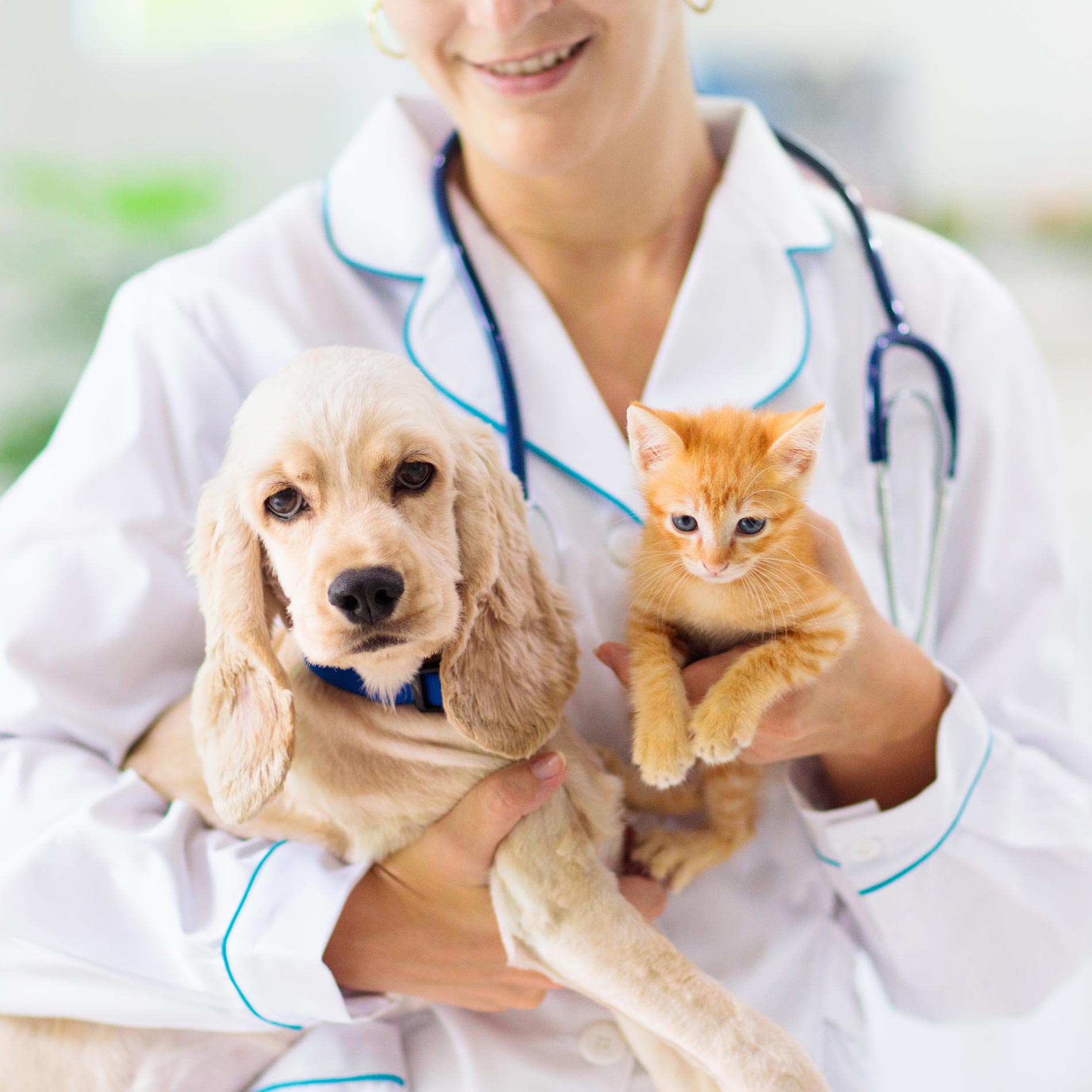 Vet With Puppy And Kitten — Leechburg, PA — Kiski Valley Animal Clinic Vet With Puppy And Kitten — Leechburg, PA — Kiski Valley Animal Clinic