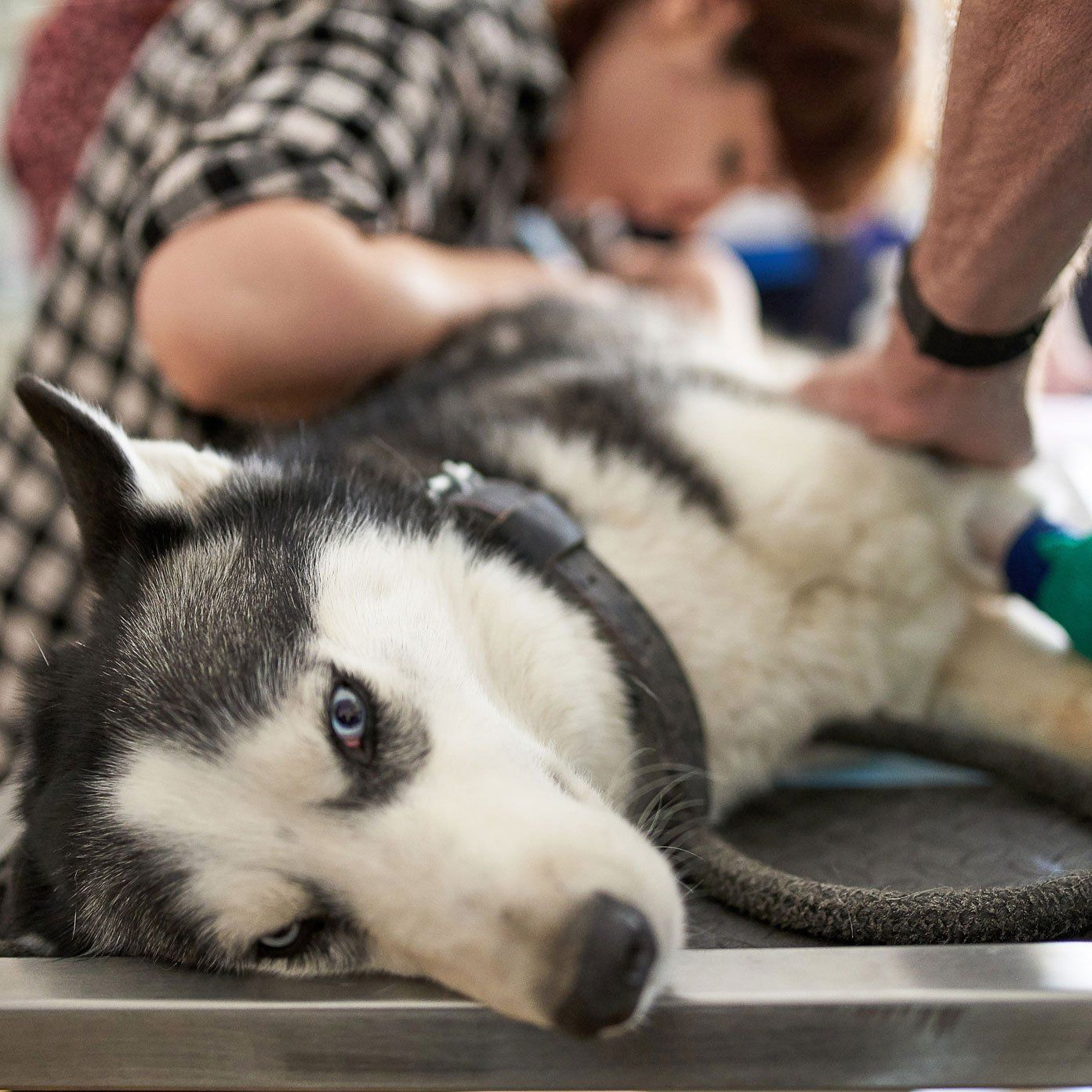Dog Ultrasound Diagnostic — Leechburg, PA — Kiski Valley Animal Clinic Dog Ultrasound Diagnostic — Leechburg, PA — Kiski Valley Animal Clinic