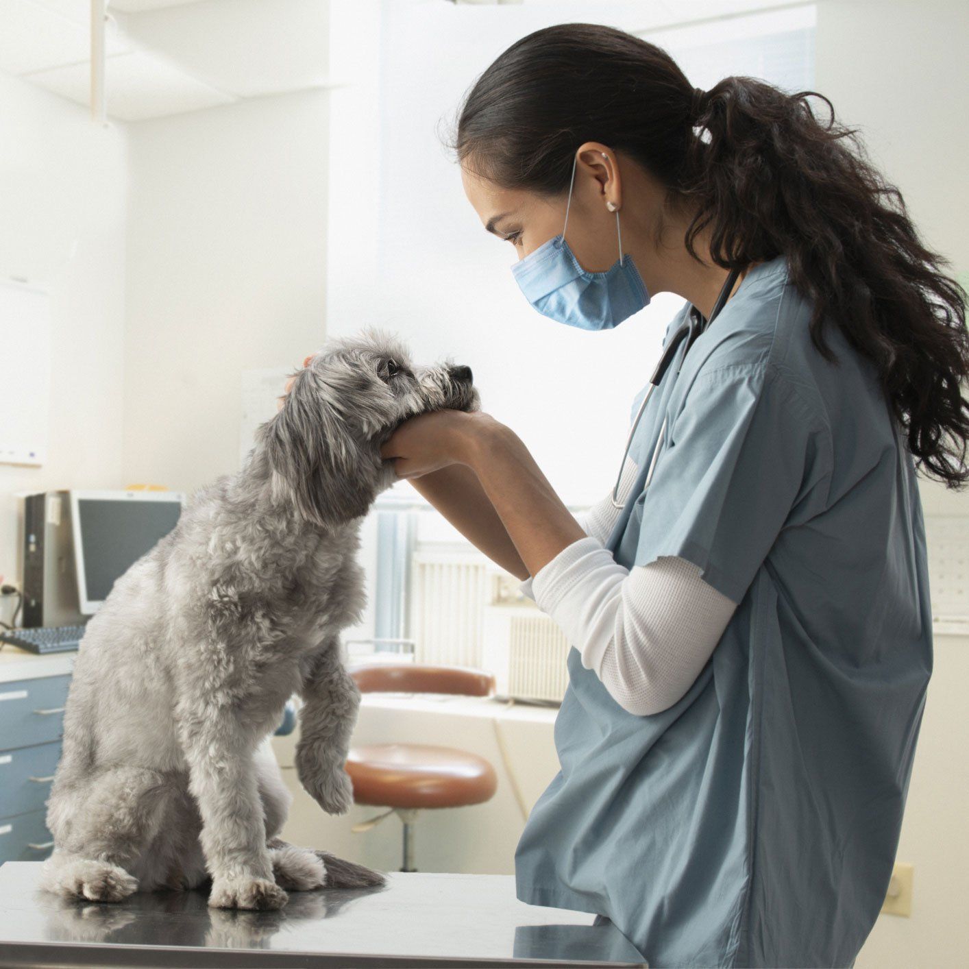 Vet And Cute Dog — Leechburg, PA — Kiski Valley Animal Clinic Vet And Cute Dog — Leechburg, PA — Kiski Valley Animal Clinic