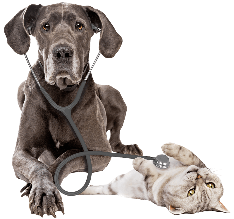 Dog And Cat — Leechburg, PA — Kiski Valley Animal Clinic Dog And Cat — Leechburg, PA — Kiski Valley Animal Clinic