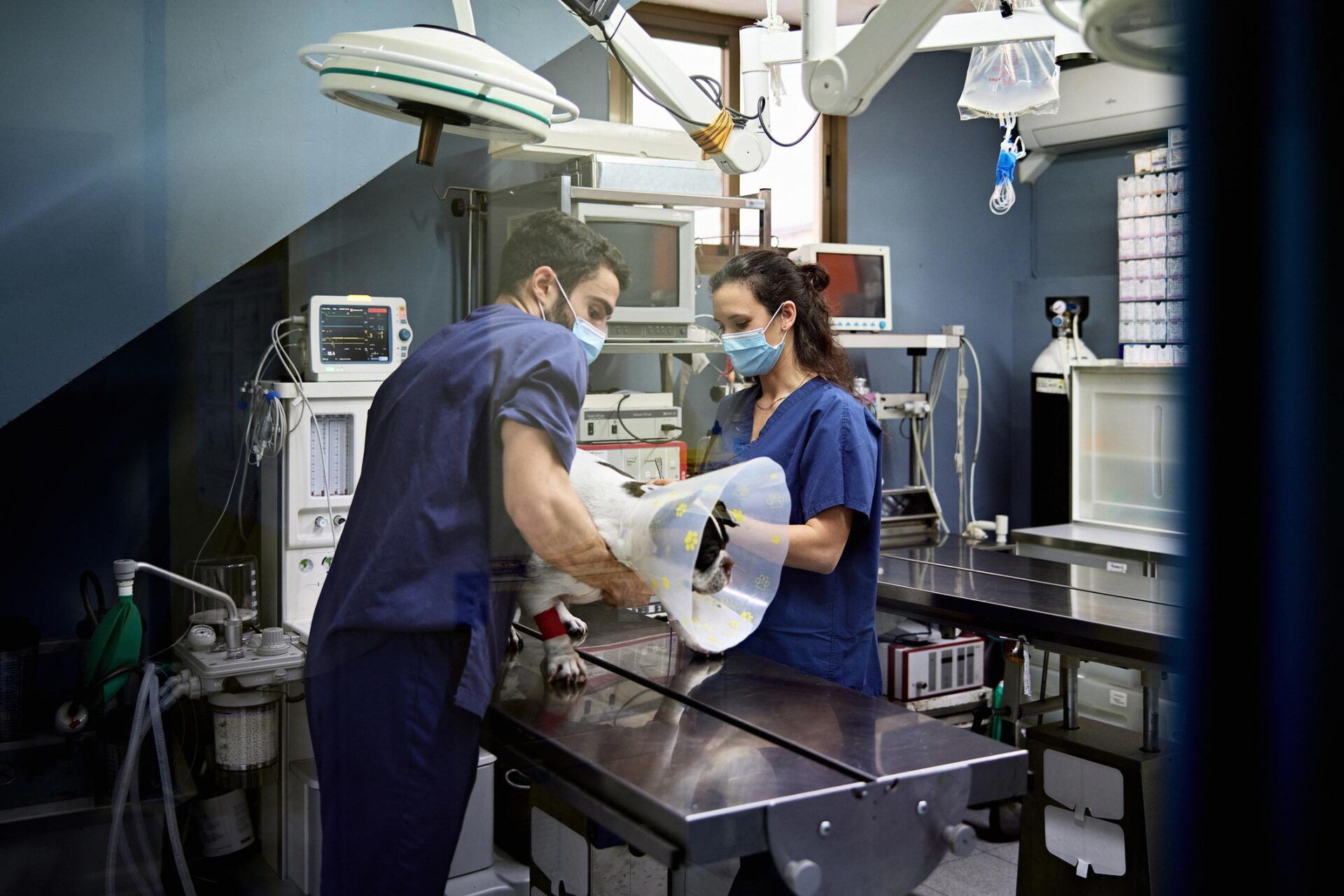 Dog Surgery — Leechburg, PA — Kiski Valley Animal Clinic