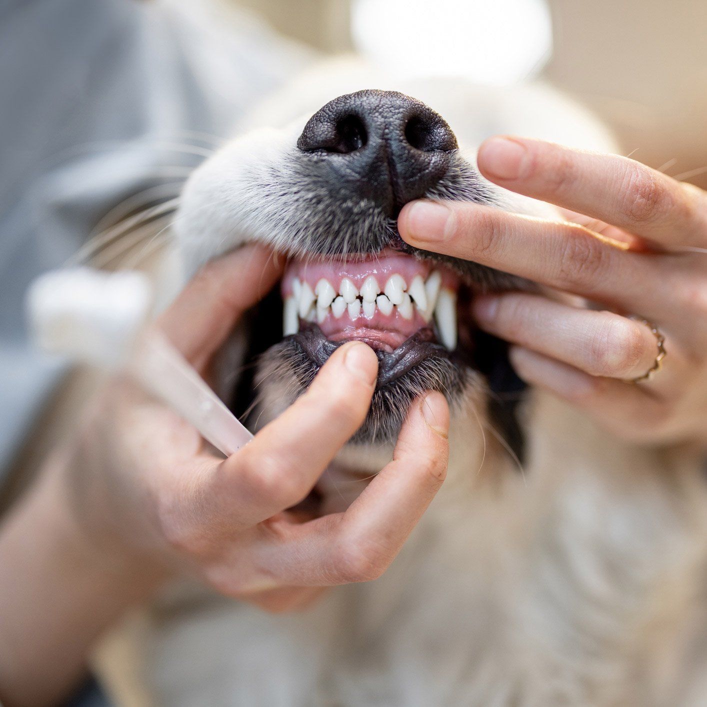 Dog Dental Exam — Leechburg, PA — Kiski Valley Animal Clinic Dog Dental Exam — Leechburg, PA — Kiski Valley Animal Clinic