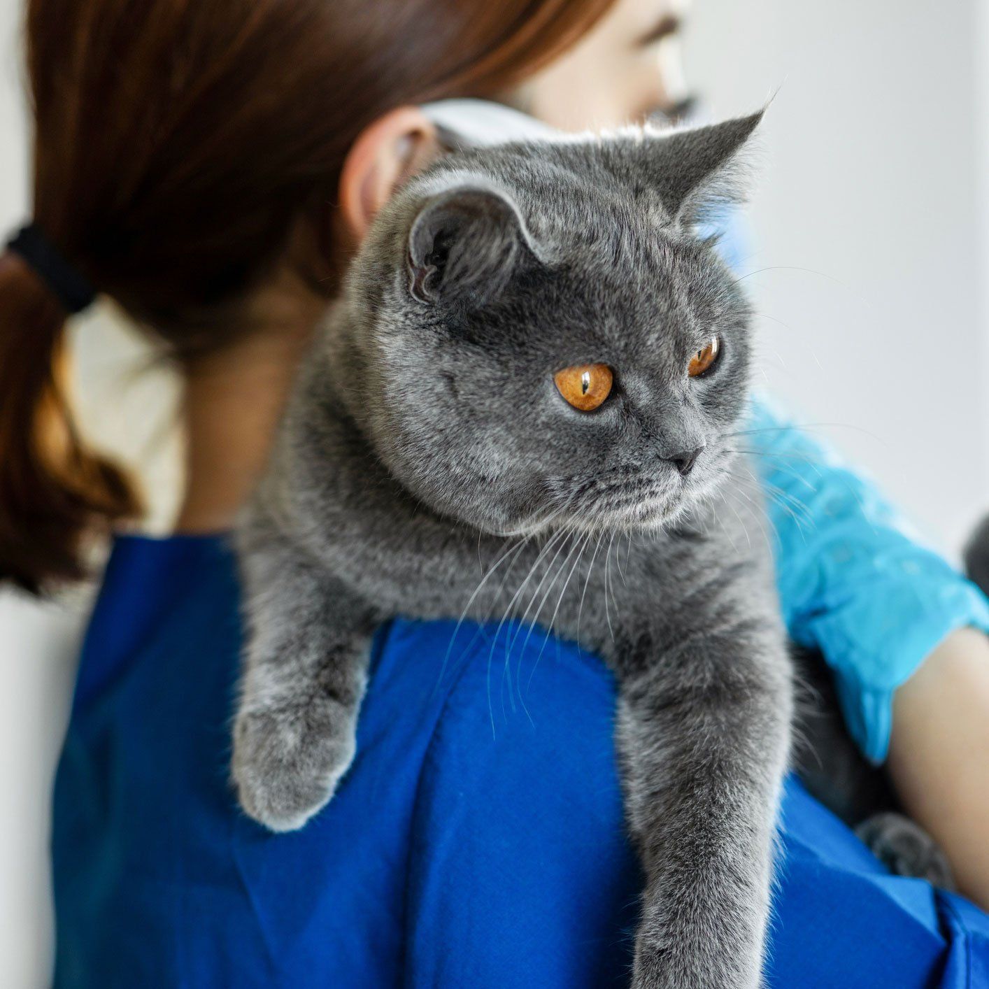 Vet Holding A Cat — Leechburg, PA — Kiski Valley Animal Clinic Vet Holding A Cat — Leechburg, PA — Kiski Valley Animal Clinic