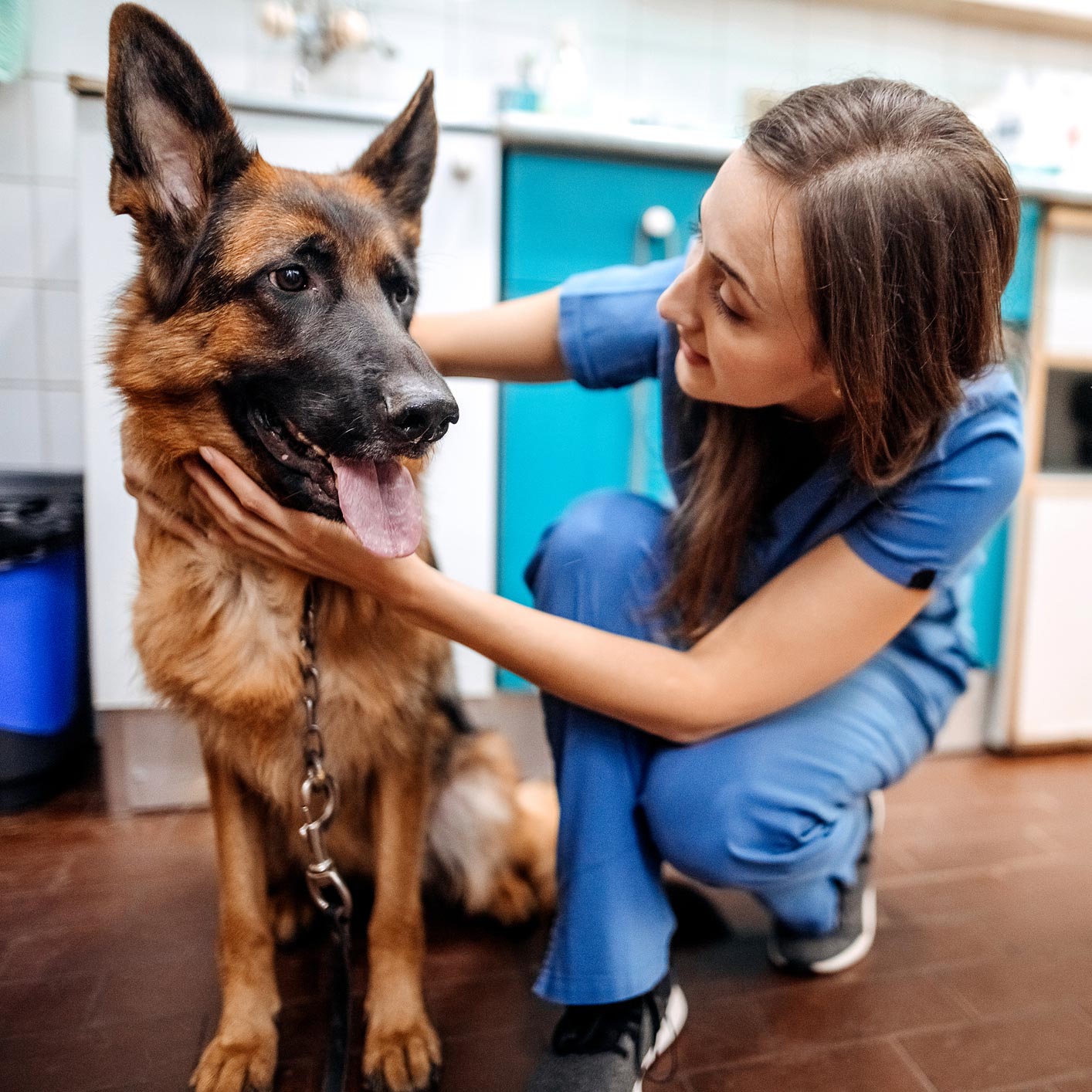 Vet Caring A Dog — Leechburg, PA — Kiski Valley Animal Clinic Vet Caring A Dog — Leechburg, PA — Kiski Valley Animal Clinic
