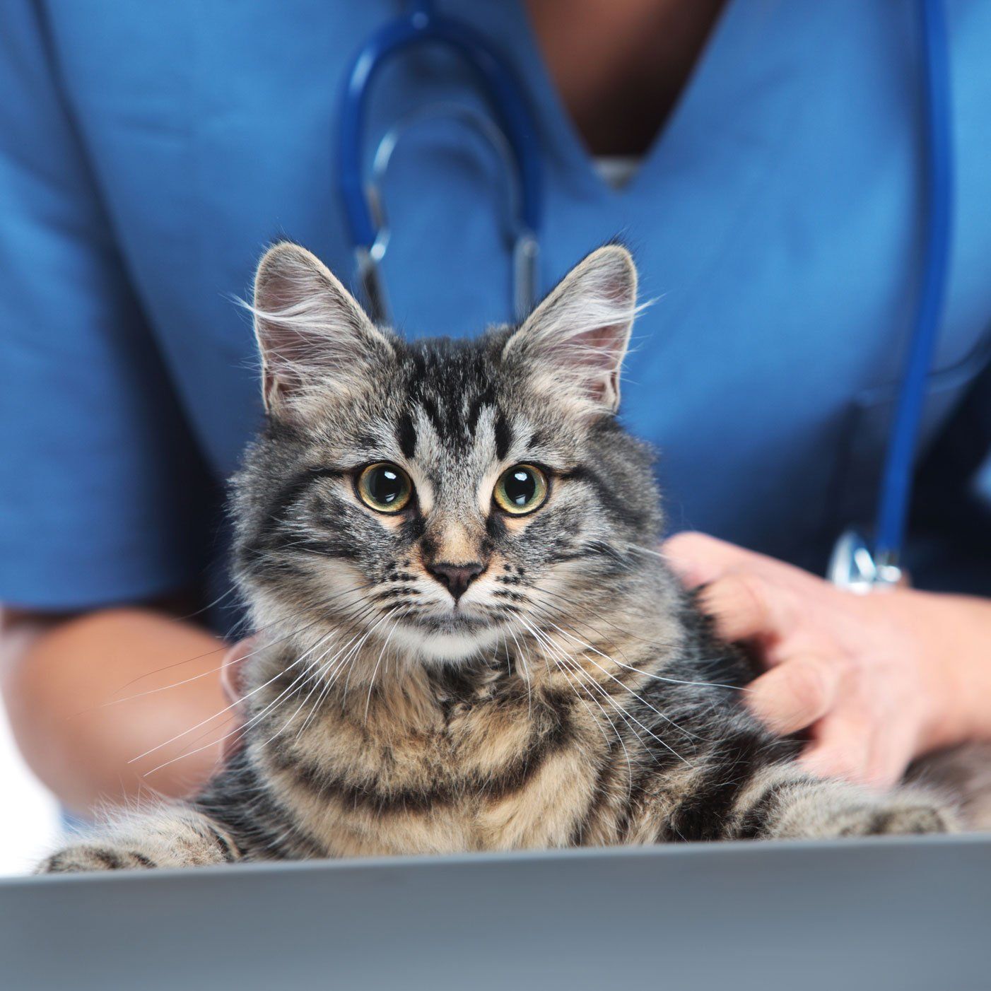 Vet Caring A Cat — Leechburg, PA — Kiski Valley Animal Clinic Vet Caring A Cat — Leechburg, PA — Kiski Valley Animal Clinic