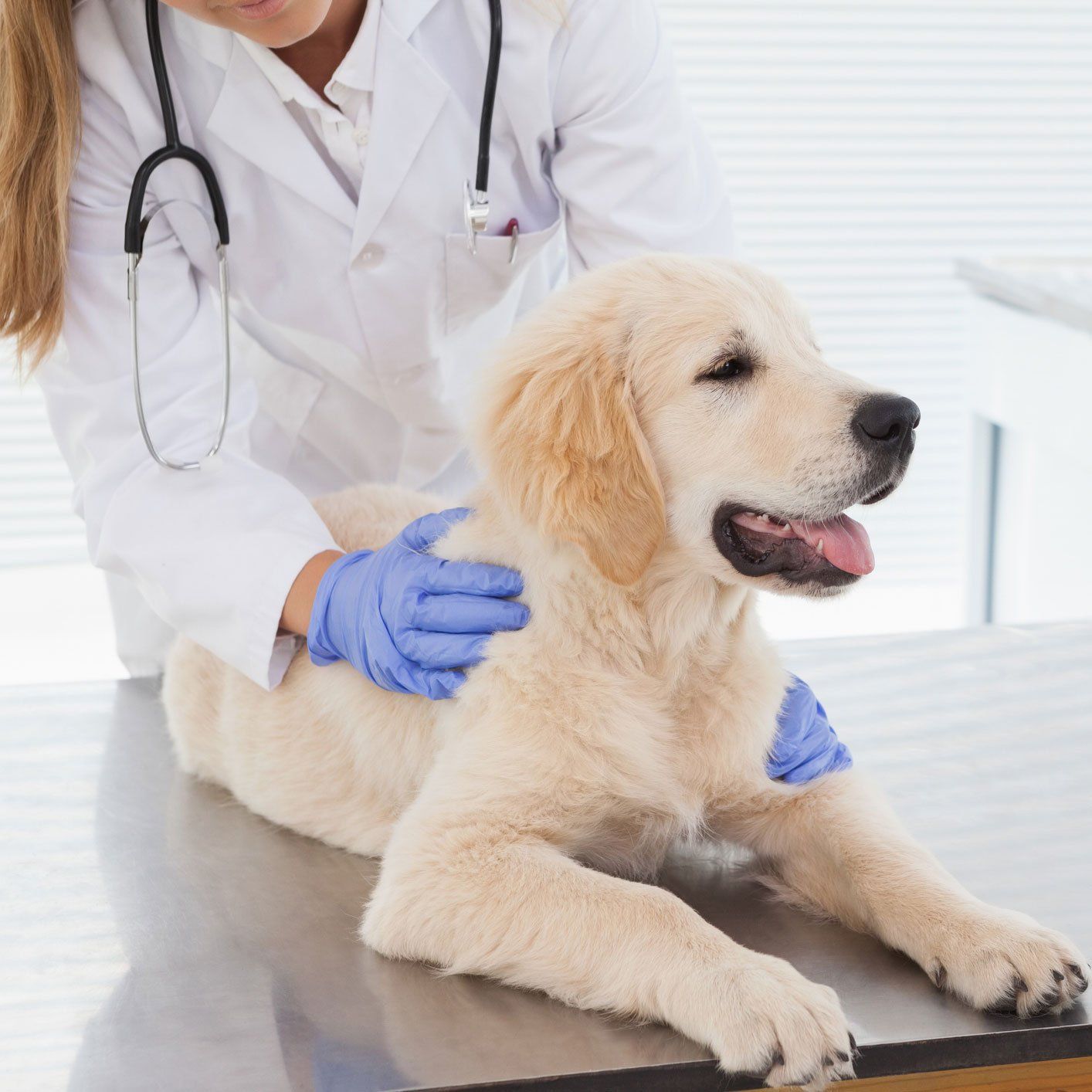 Veterinarian And Cute Puppy — Leechburg, PA — Kiski Valley Animal Clinic Veterinarian And Cute Puppy — Leechburg, PA — Kiski Valley Animal Clinic