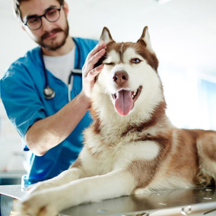 Veterinarian And Husky Dog — Leechburg, PA — Kiski Valley Animal Clinic Veterinarian And Husky Dog — Leechburg, PA — Kiski Valley Animal Clinic