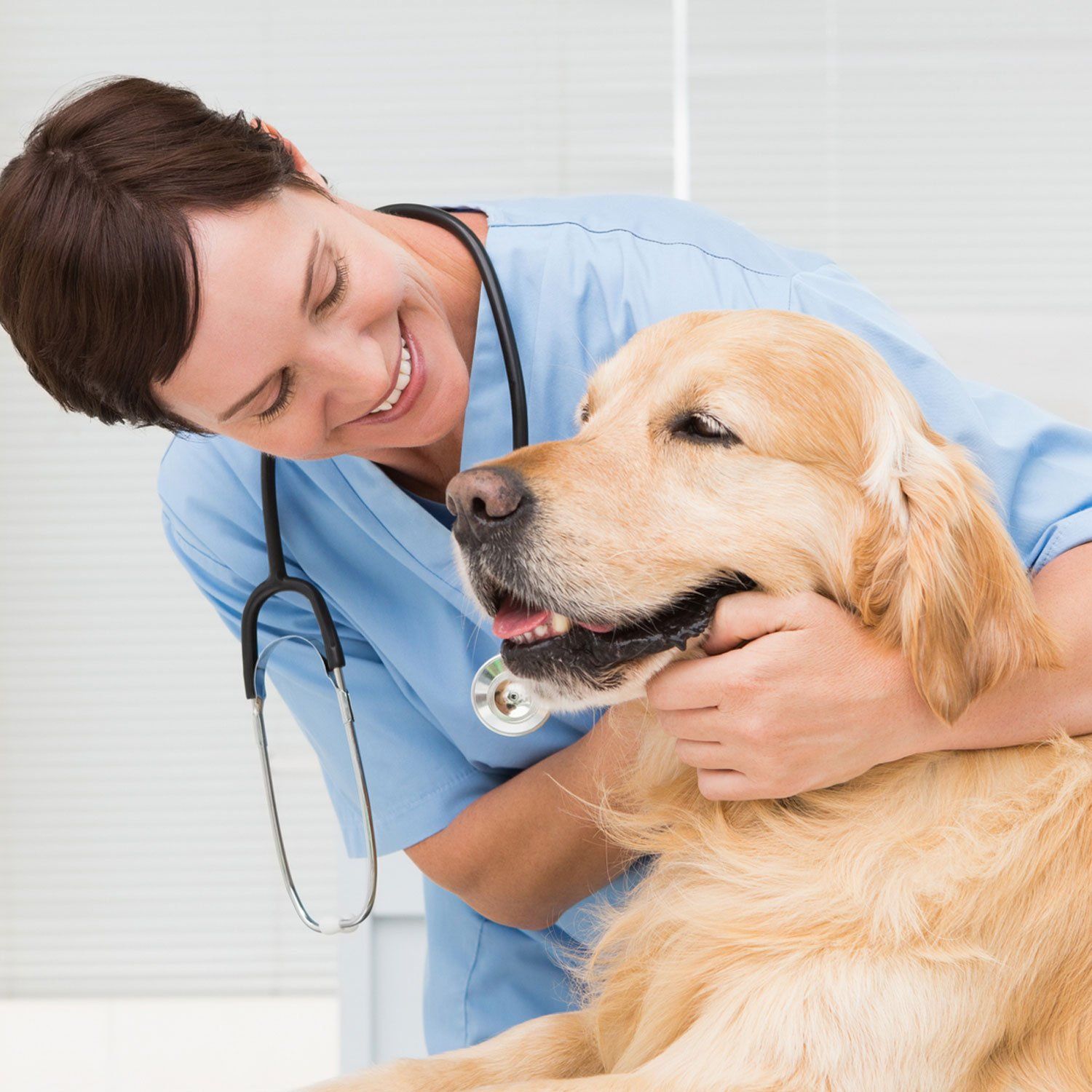 Veterinarian And Golden Retriever Dog — Leechburg, PA — Kiski Valley Animal Clinic Veterinarian And Golden Retriever Dog — Leechburg, PA — Kiski Valley Animal Clinic