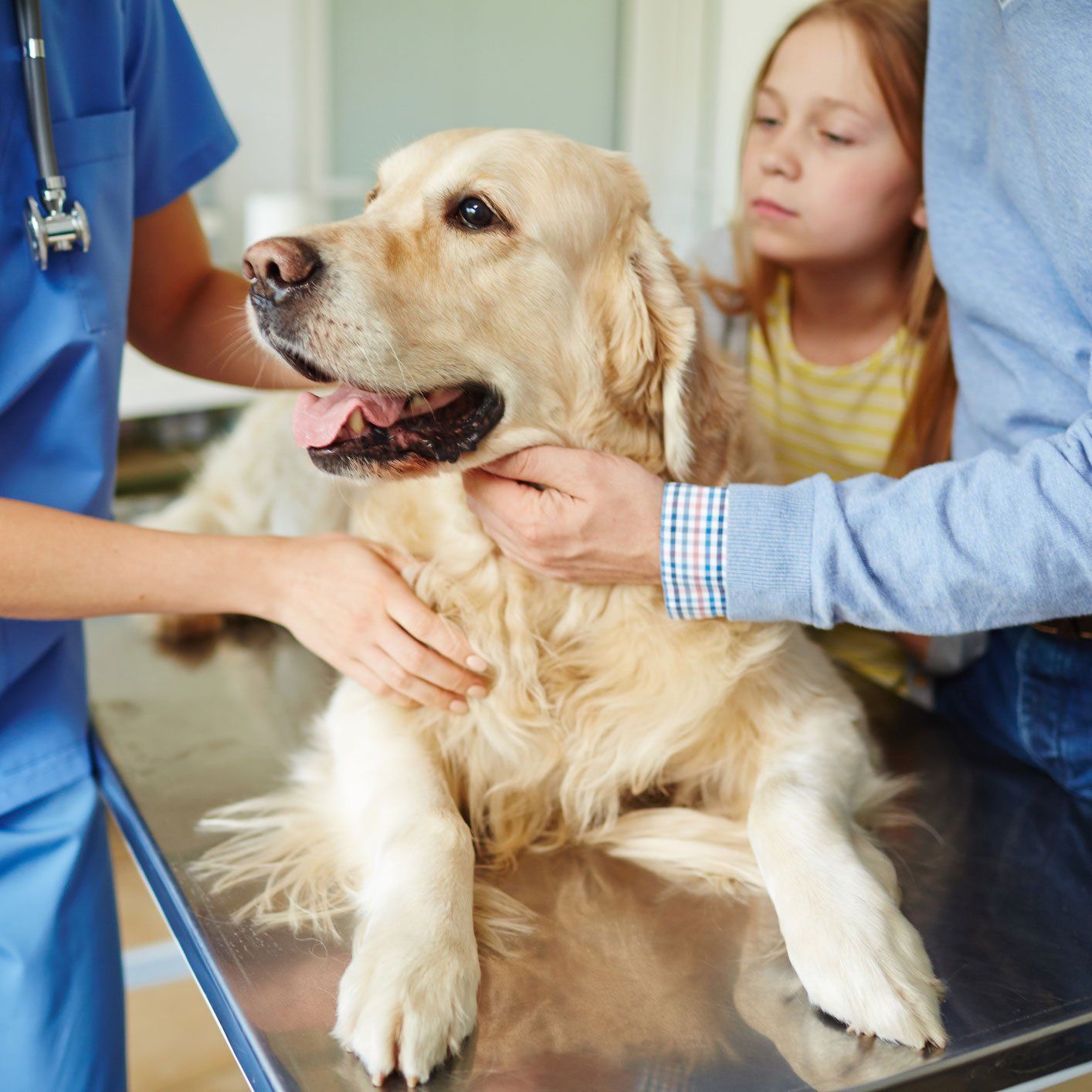 Dog At Vet Clinic — Leechburg, PA — Kiski Valley Animal Clinic Dog At Vet Clinic — Leechburg, PA — Kiski Valley Animal Clinic