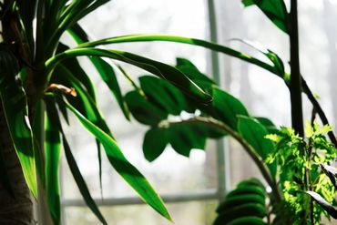 Green indoor plants in front of a window with white curtains, natural light.