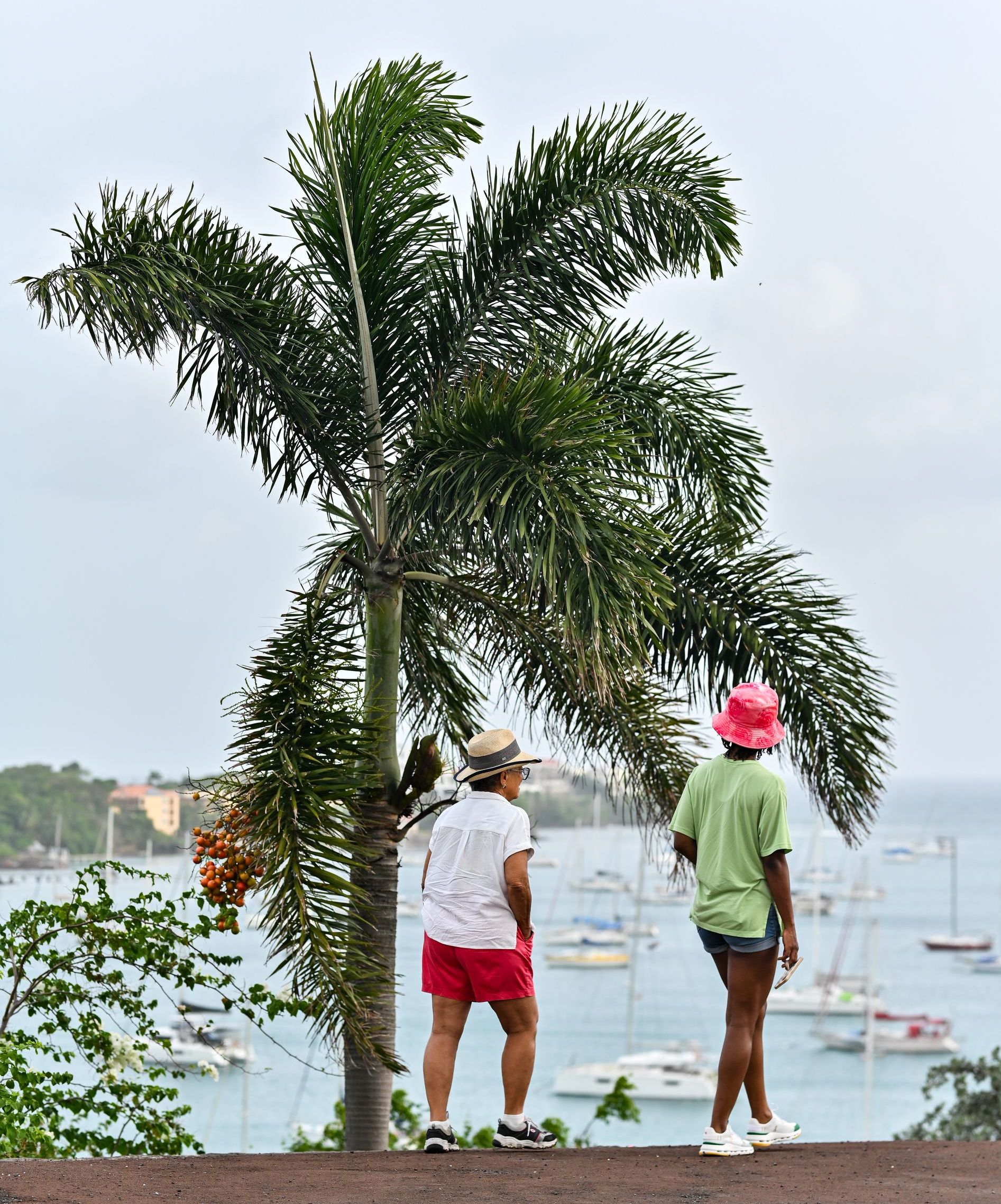 Two people standing by a palm tree overlooking a calm harbor with boats in Grenada
