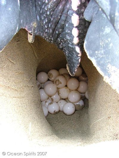 Sea turtle nest with many white eggs in a sandy burrow