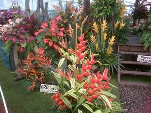 Flowers and plants
