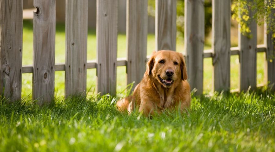 Golden retriever lying in the grass safely contained by a wooden dog security fence