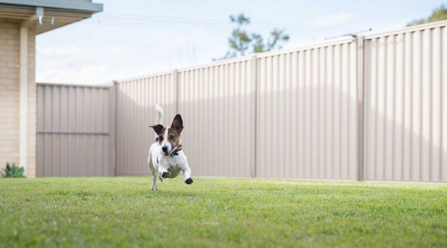 Small dog running happily inside a tall vinyl privacy fence.
