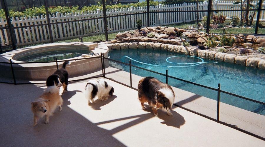 pool and pet fencing St. Petersburg FL