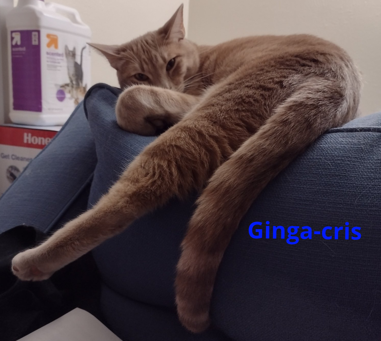 Gallery Veterinary Clinic Tyler, TX Chapel Hill Veterinary Clinic