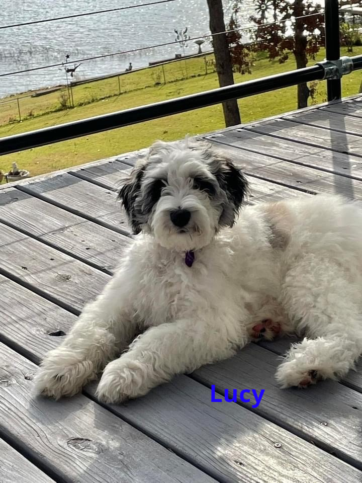 Gallery Veterinary Clinic Tyler, TX Chapel Hill Veterinary Clinic