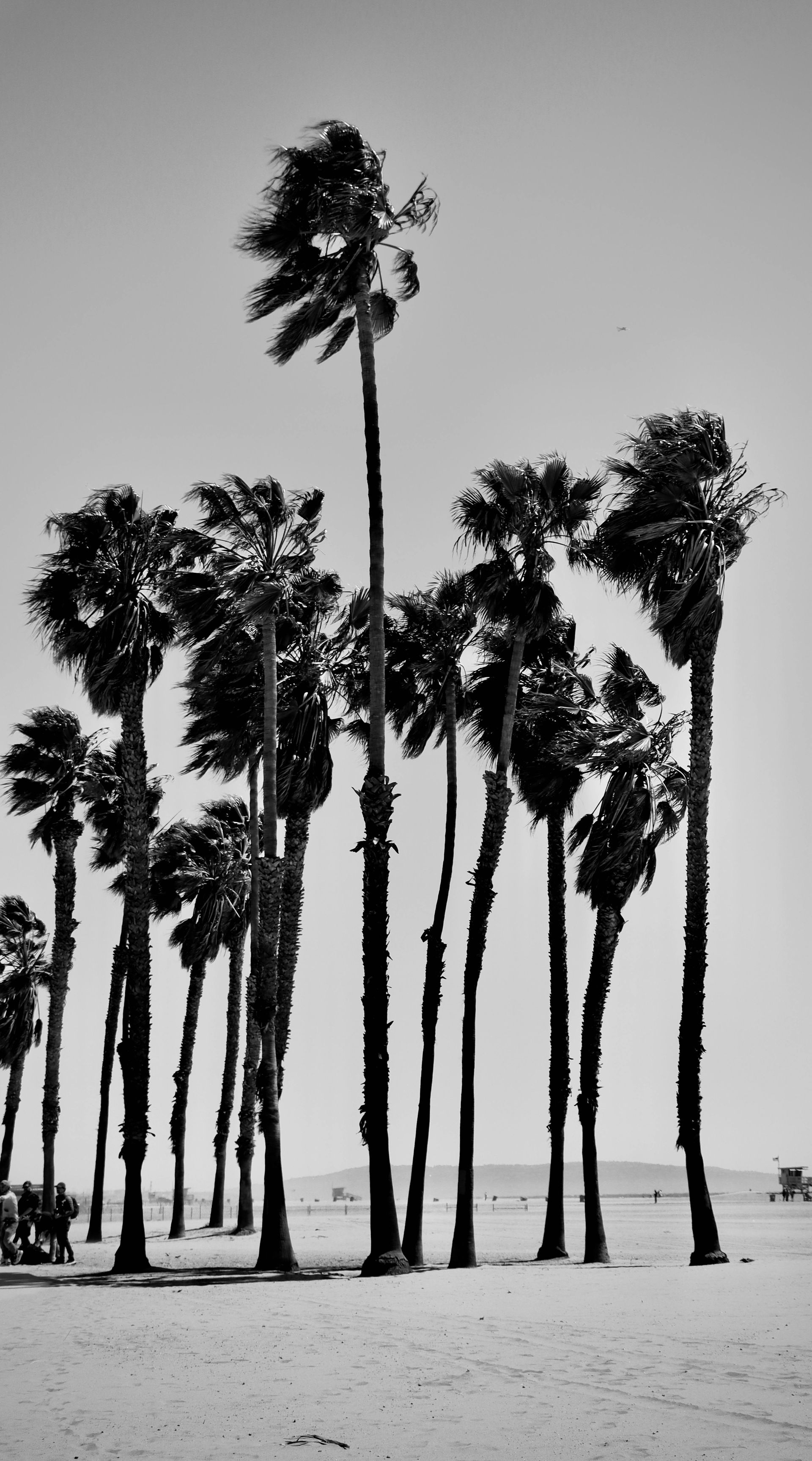 A black-and-white view of a row of tall palm trees standing on a sandy beach.