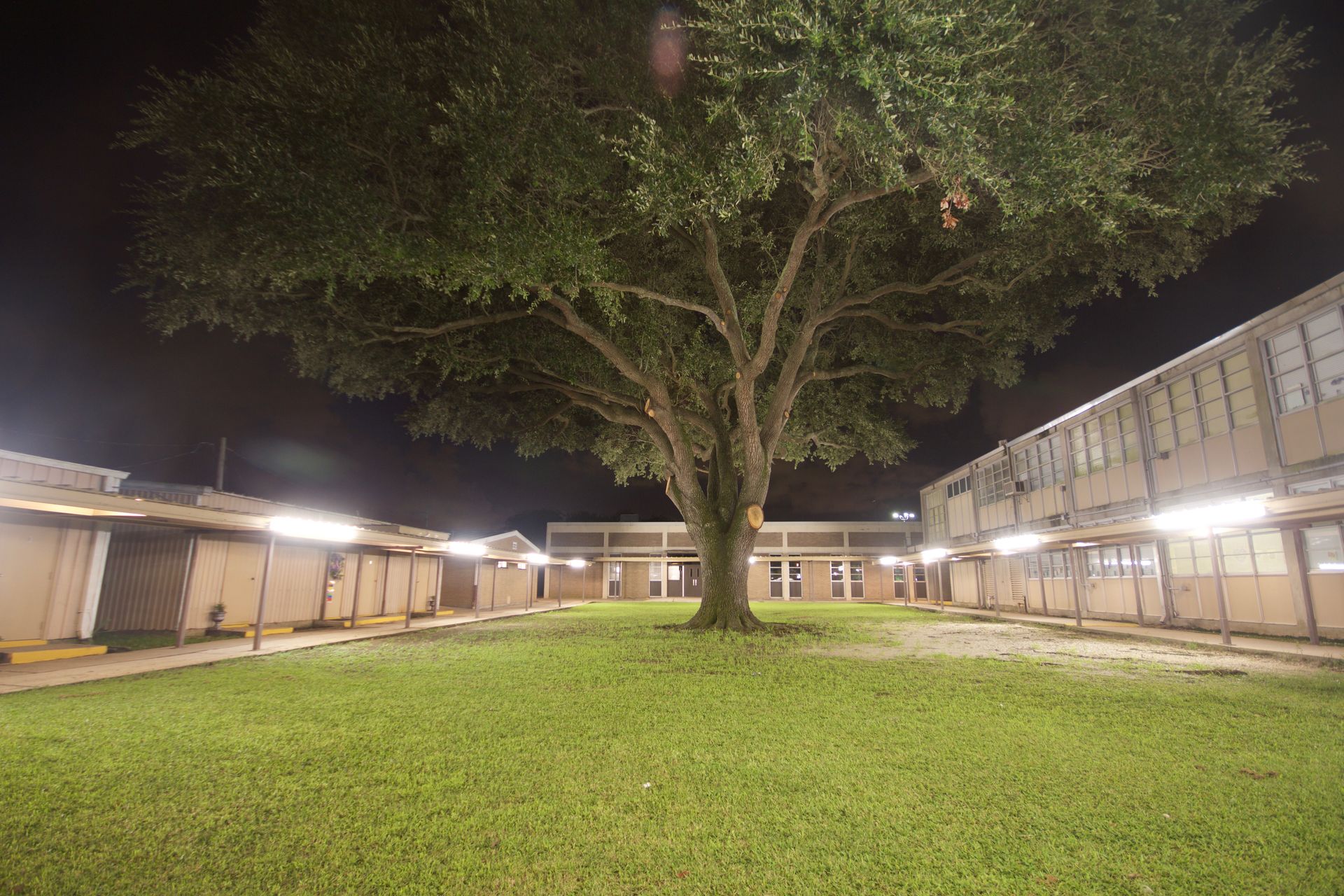 Courtyard at night with a large tree centered on a grassy lawn, surrounded by lit building walkways.