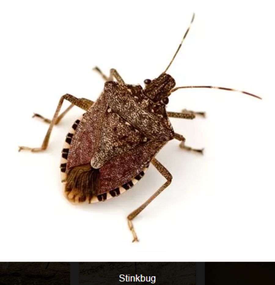 Insects in Montana Complete Pest Services