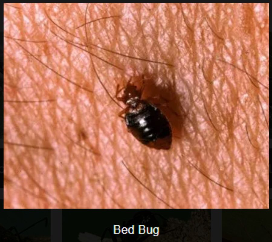 Insects in Montana Complete Pest Services