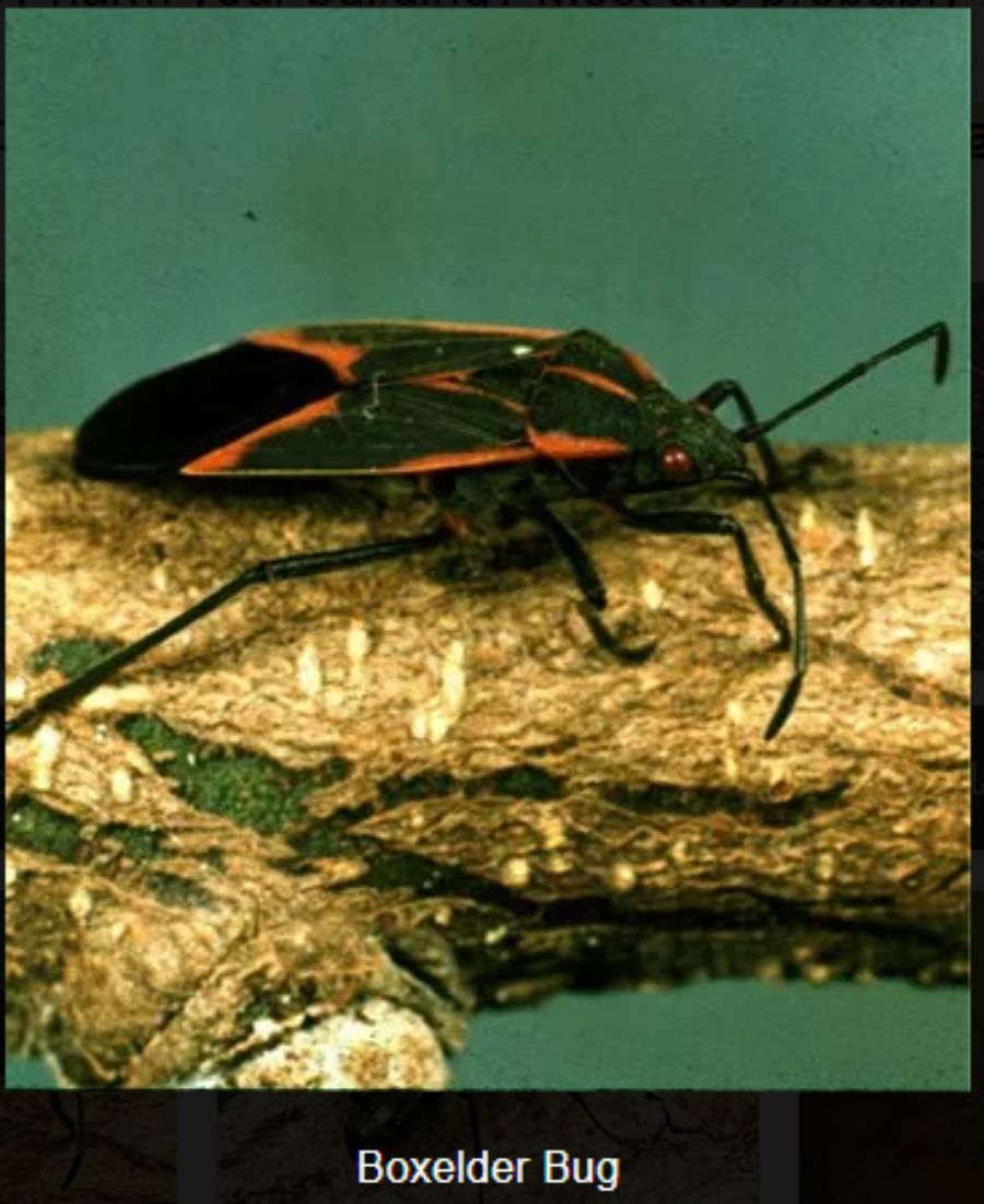 Insects in Montana Complete Pest Services