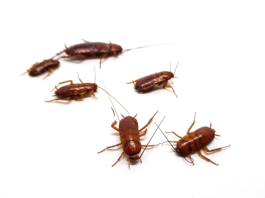 Pest Management Northwestern MT Complete Pest Services