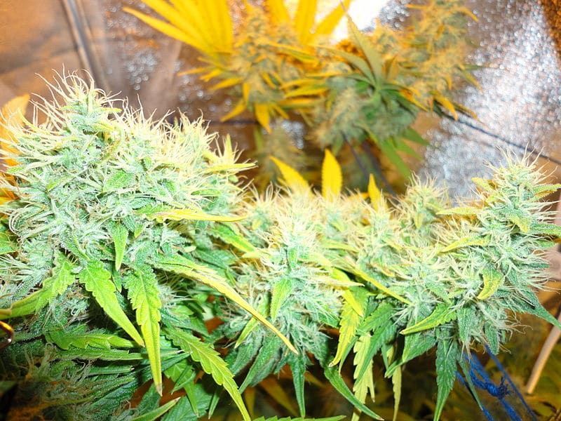 white widow grow