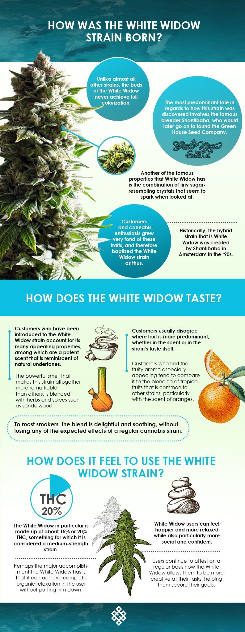 white widow strain