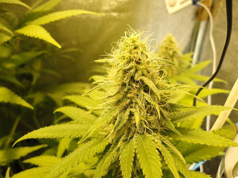 white widow trichome
