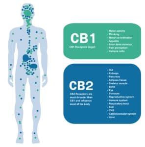 cb1 and cb2